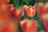 Red & Orange Tulip_25161